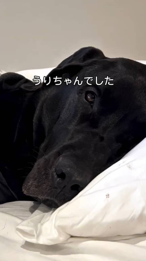 視線がまぶしいっ