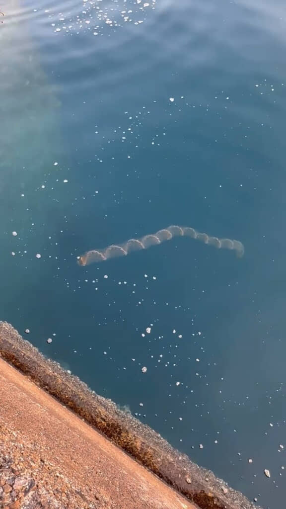 海にコイルが浮かんでいる……?