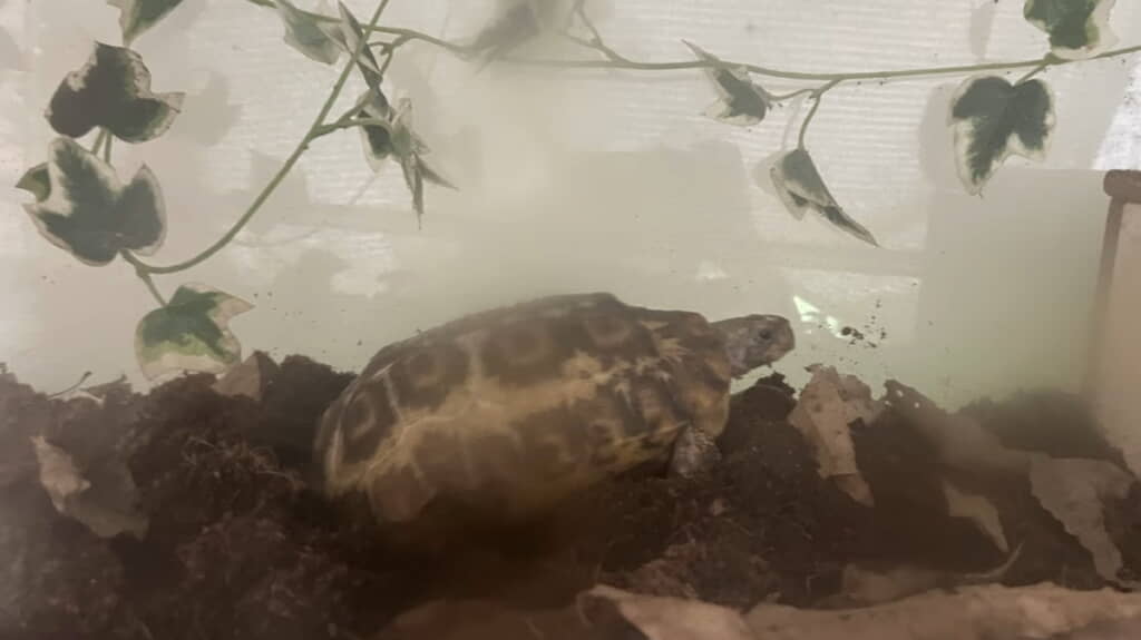 土をホリホリし始めたベルちゃん