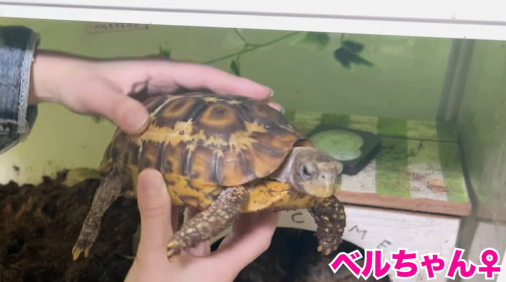 ベルちゃん、体が少し軽くなっています