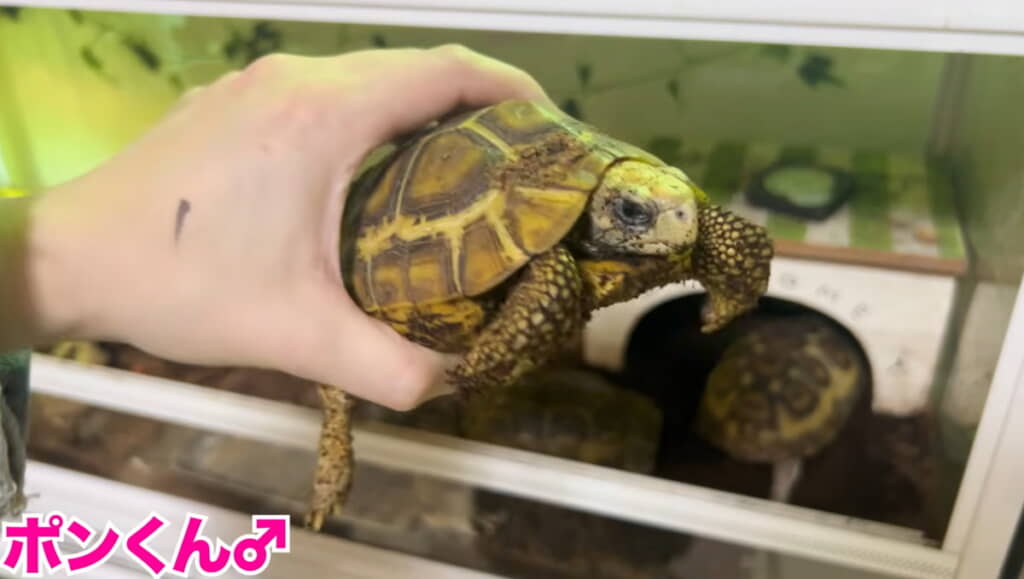 ポンくんはベルちゃんより体が小さめ