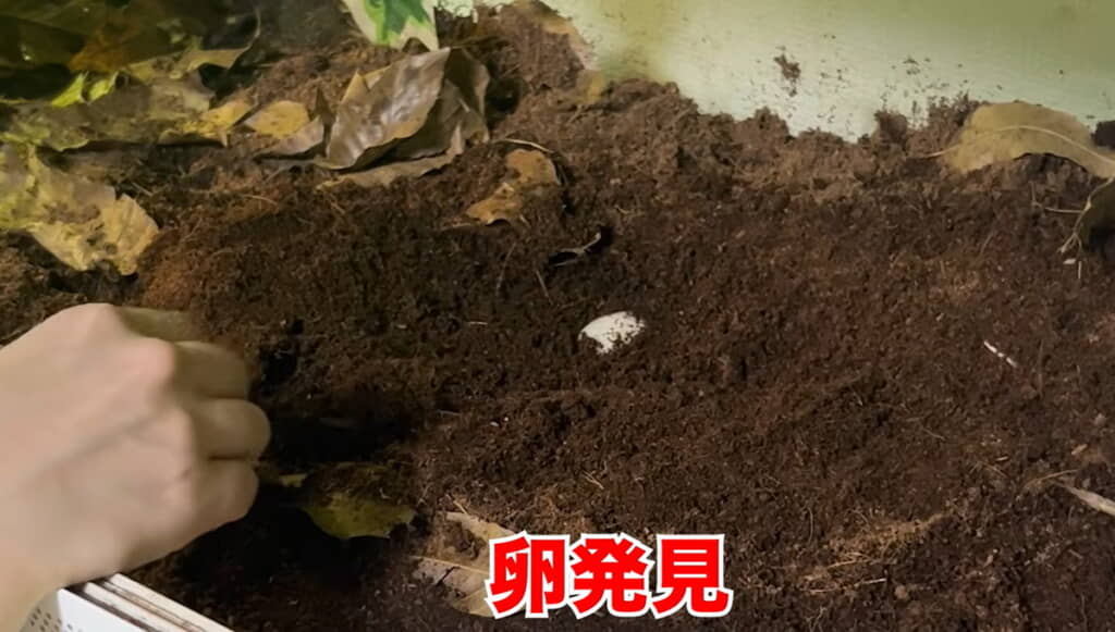 土の中に卵があった!!!!