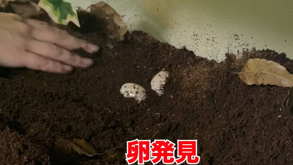 またもや卵を発見!!!!