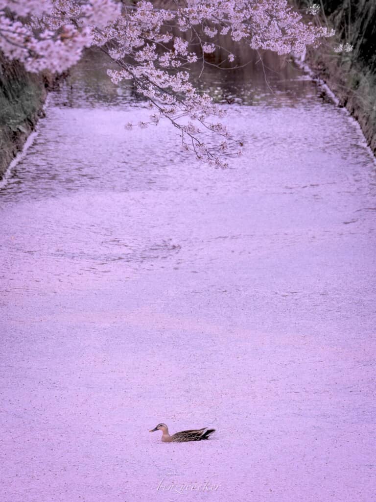 普通の道路かと思ったら……！