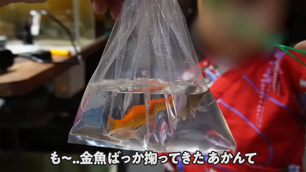 娘さんが金魚をすくってきました