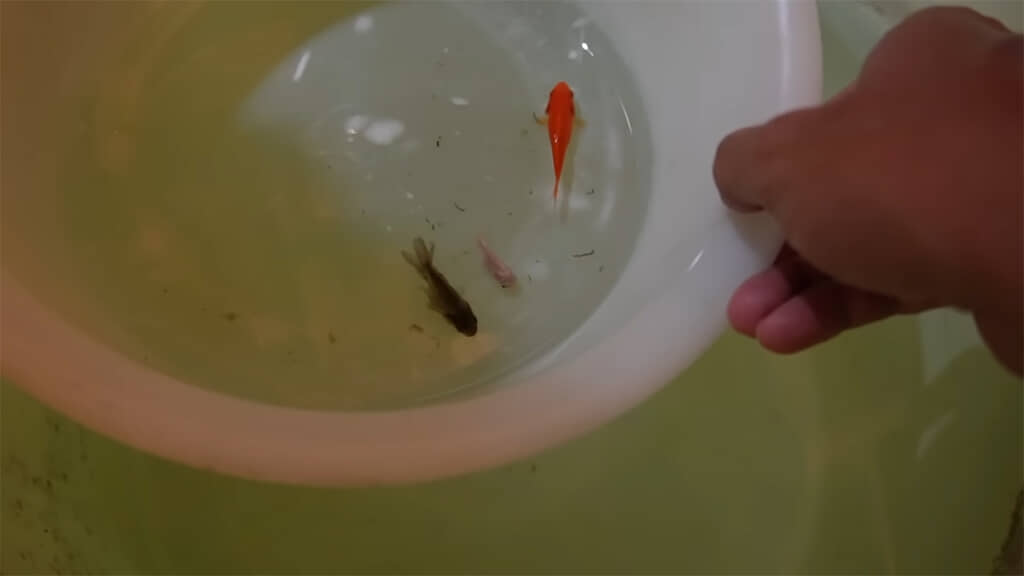 飼育難易度は高そうですが、無事に育てられるでしょうか