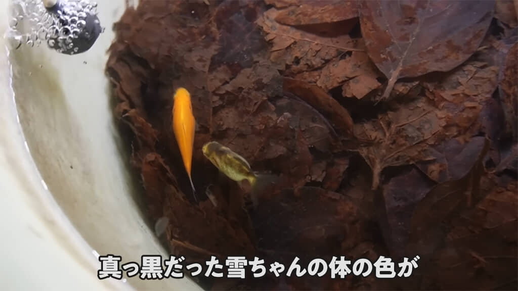 雪ちゃんの体に変化が