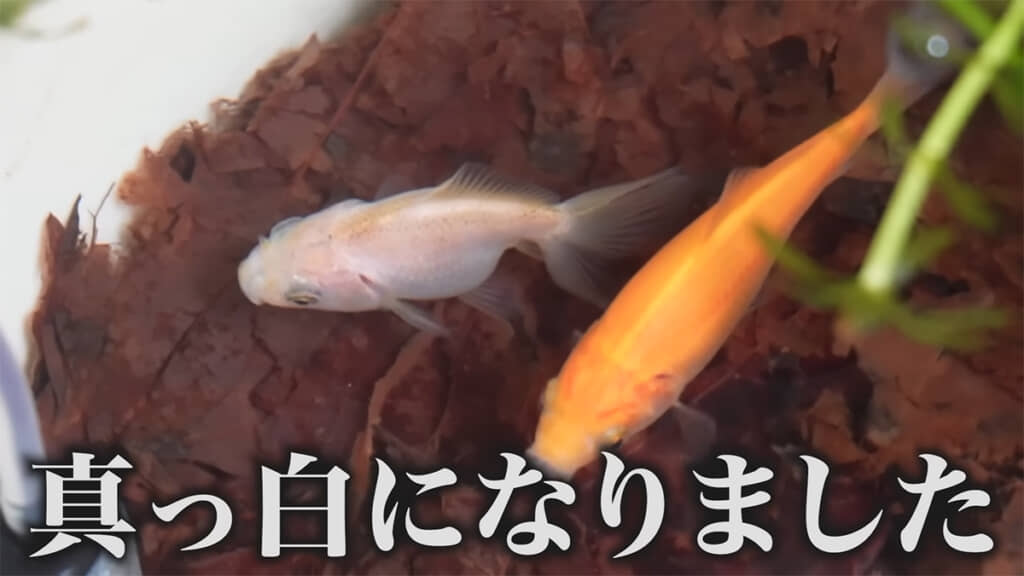 雪ちゃんが真っ白になりました!