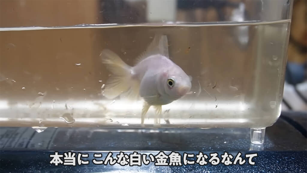 驚くほど真っ白になった雪ちゃん