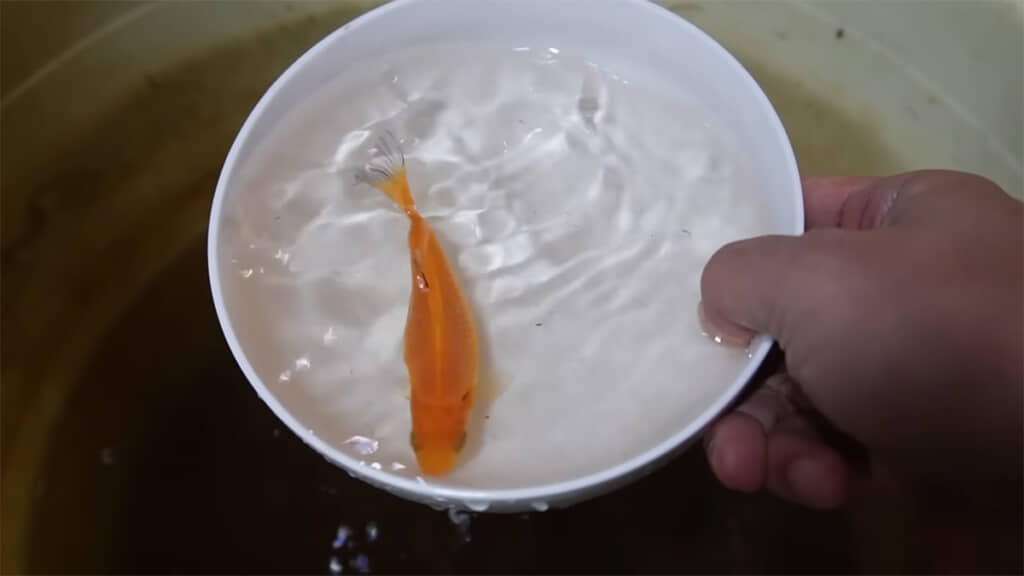 あびろちゃんも立派になりました