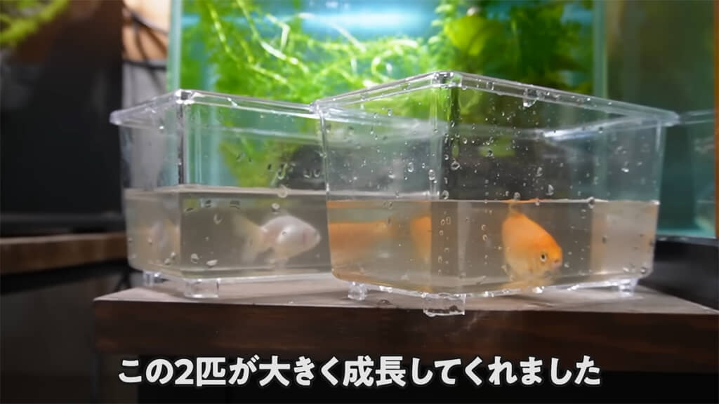 7カ月で大きく立派になった2匹