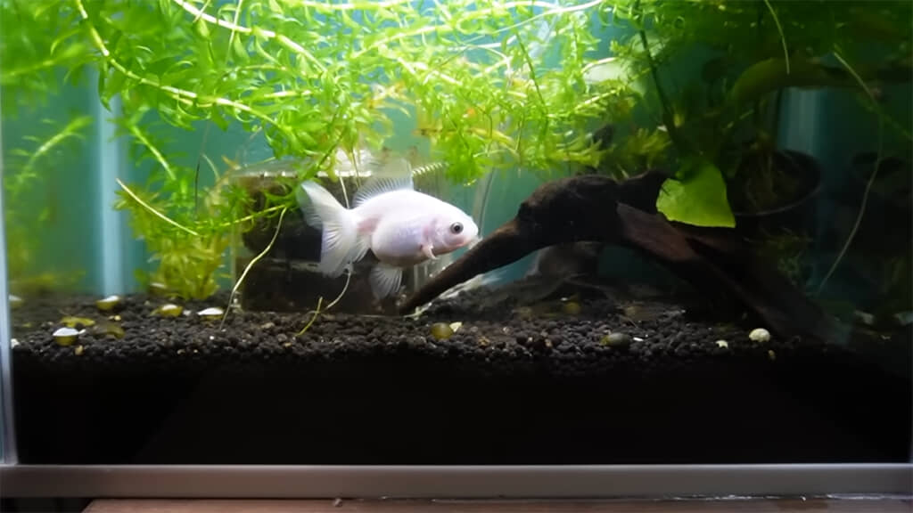 新天地でも元気に育ってほしいですね