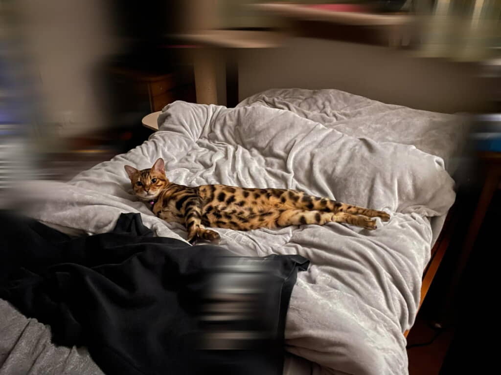 飼い主さんのベッドでセクシーポーズをしていたぷくくん