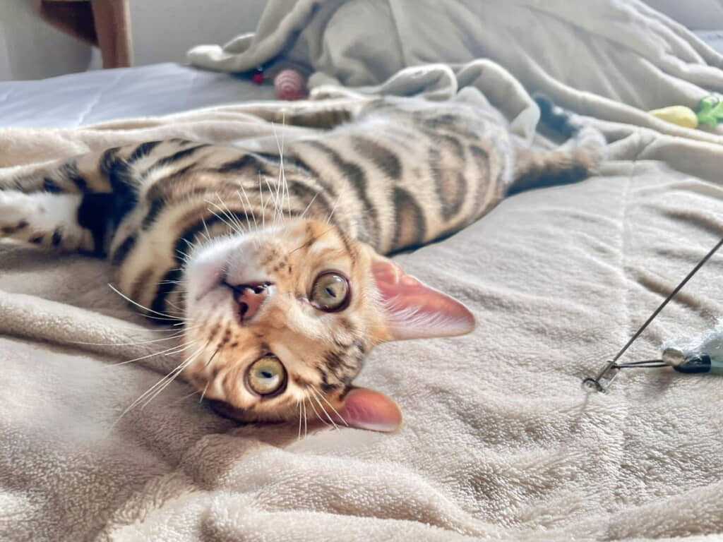 たくさんおしゃべりしてくれる、ぷくくん