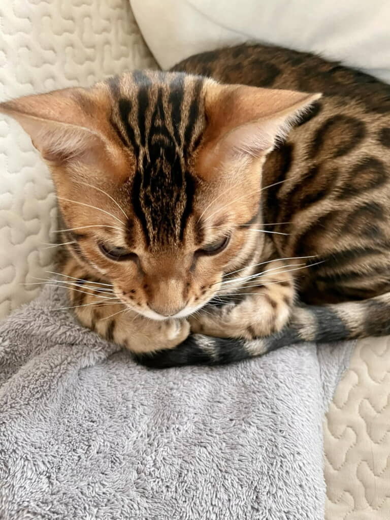 湯たんぽのあたたかさを知りました◎