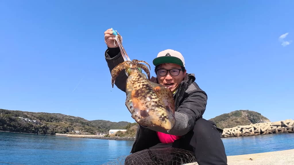 大きなアオリイカをゲット！