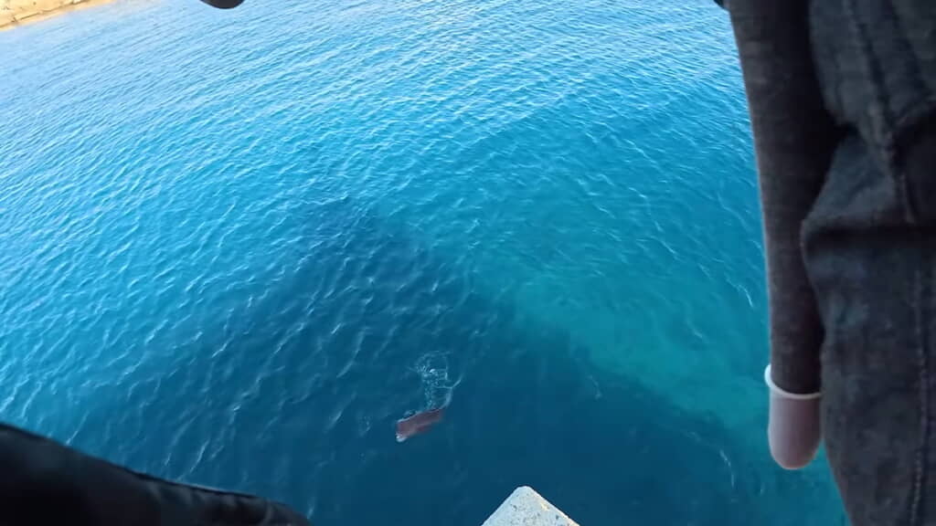 海面に現れたコブダイ