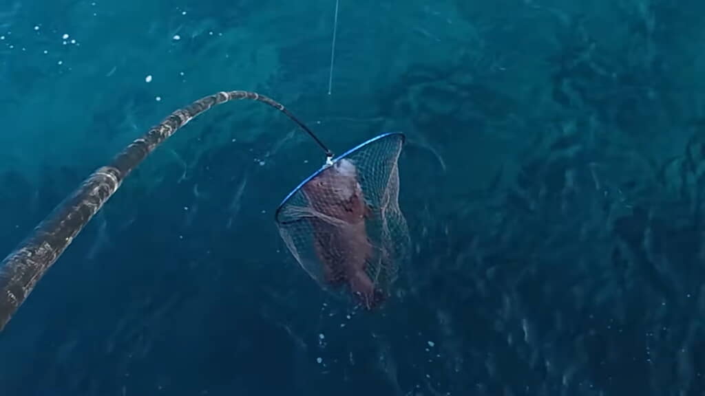 網で引き揚げるのも一苦労