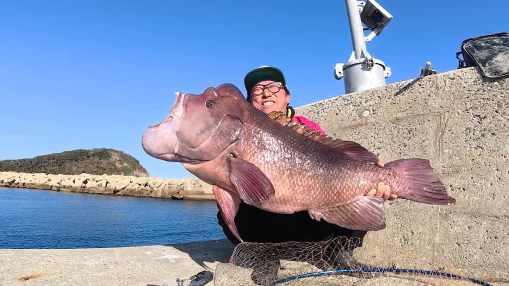 大きなコブダイに興奮するとくさん