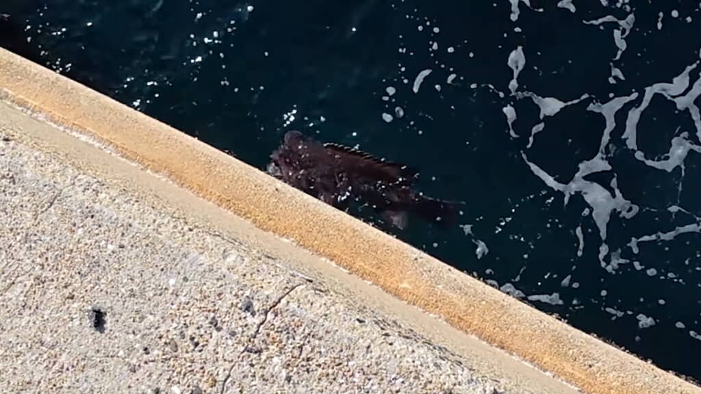 リリース後に泳いでいくコブダイ