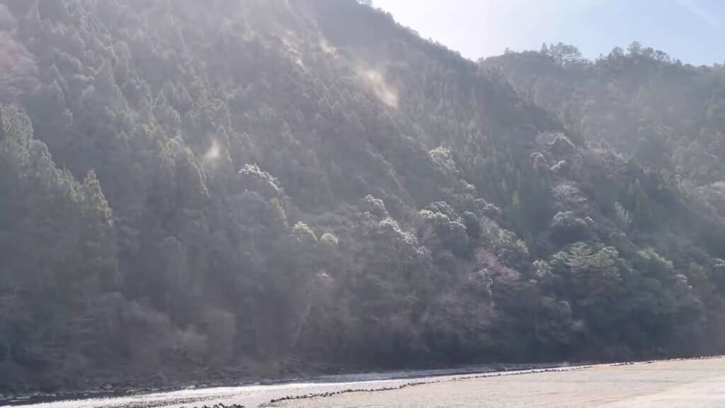 向かいの山に生えている木まで花粉が到達