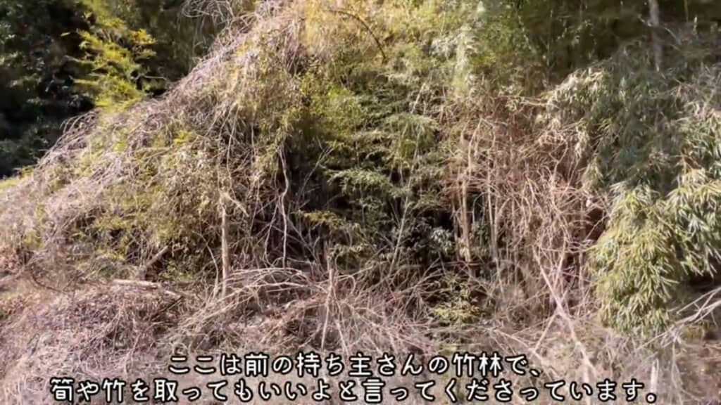 放置され荒れていた竹林