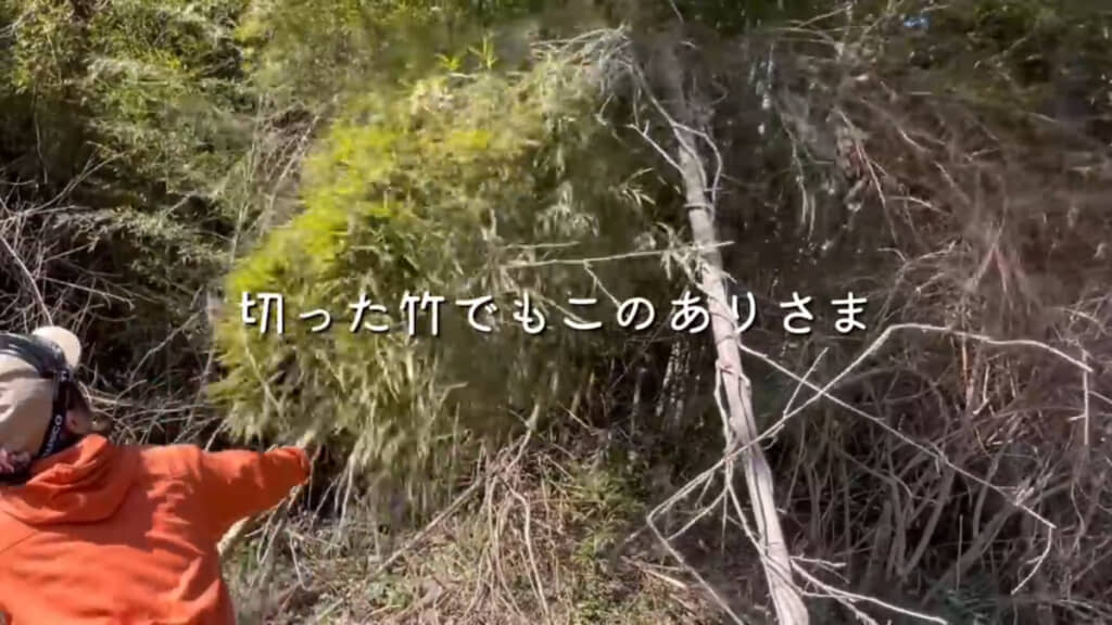 入口あたりの竹はつるが絡まって引っ張っても抜けない状況でした