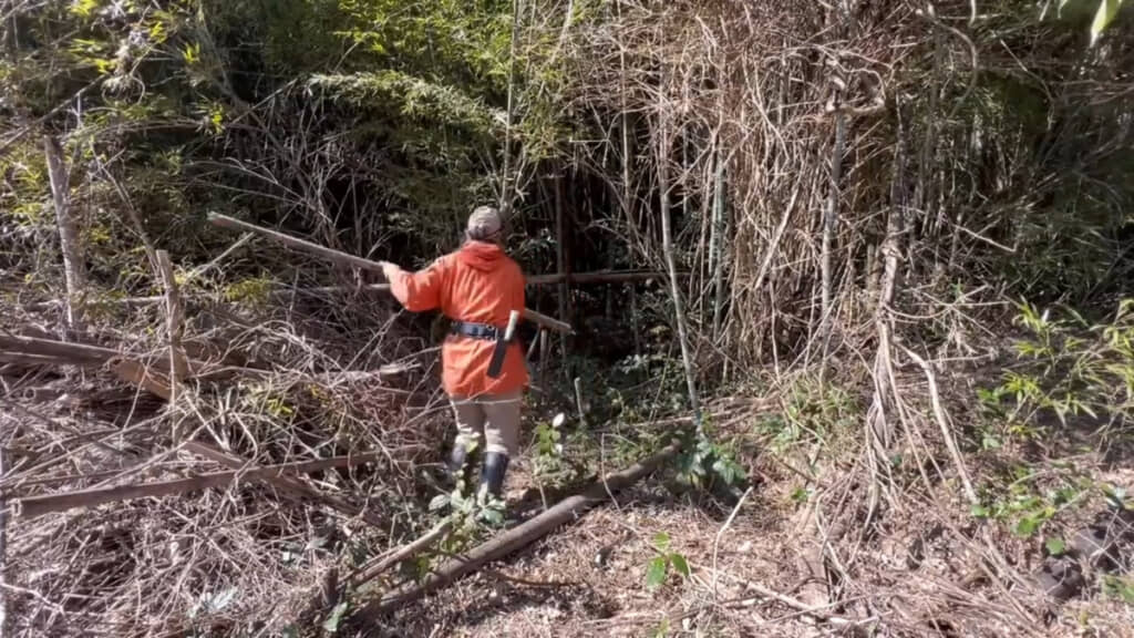 枯れている竹だけでもかなりの量です