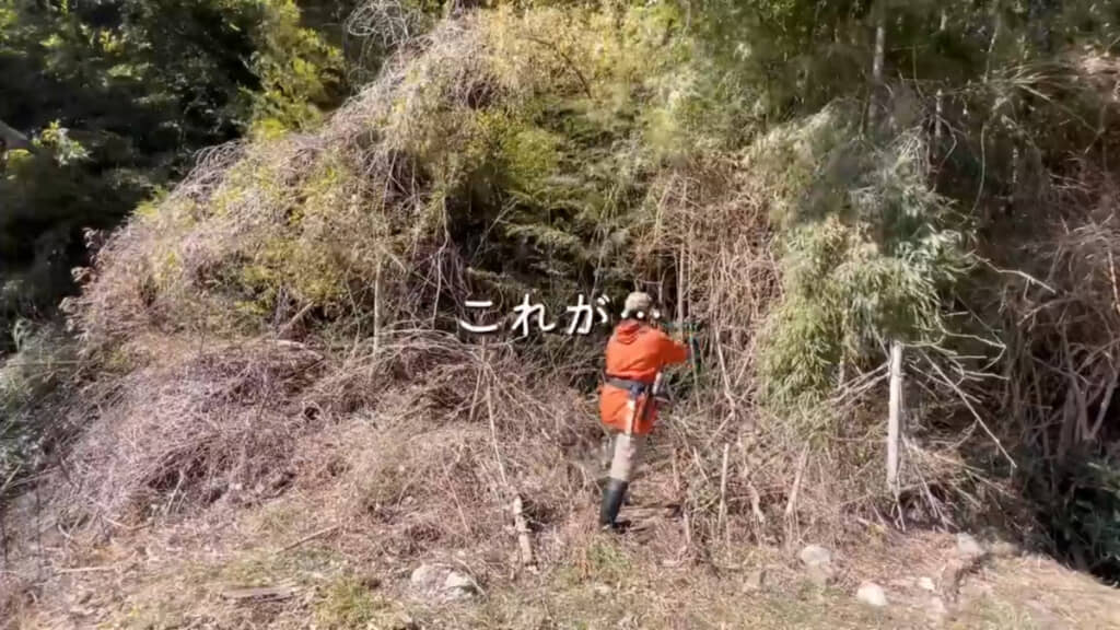 荒れていた竹林が……（ビフォー）