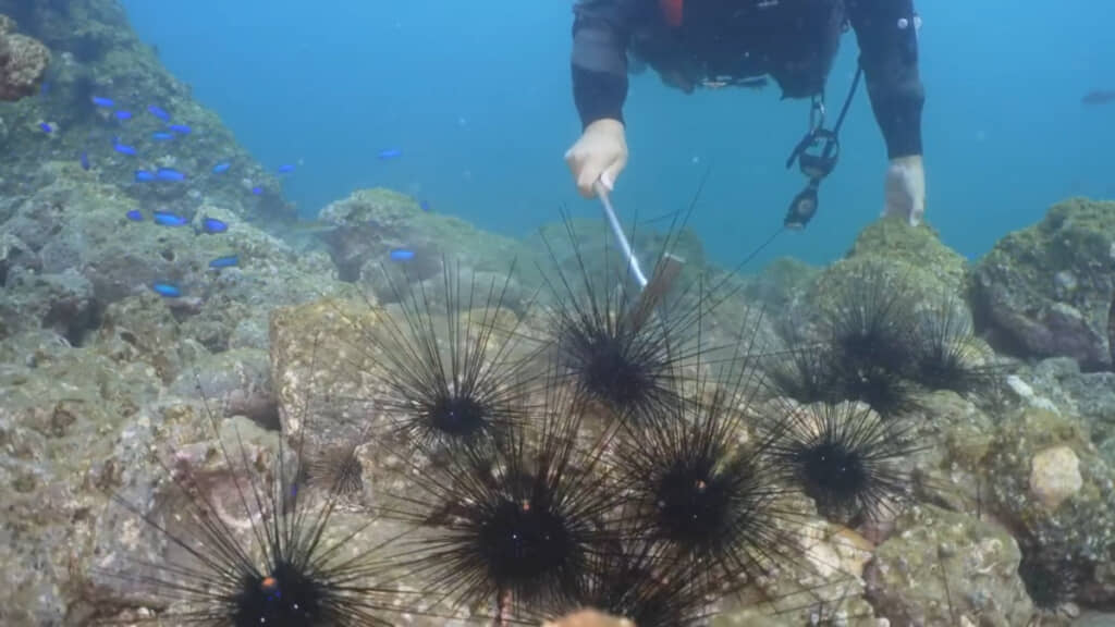 ウニの仲間「ガンガゼ」を駆除する様子