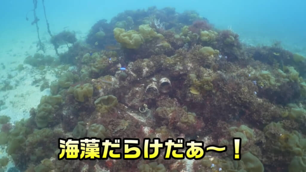 ガンガゼを駆除し続けた漁礁の現在