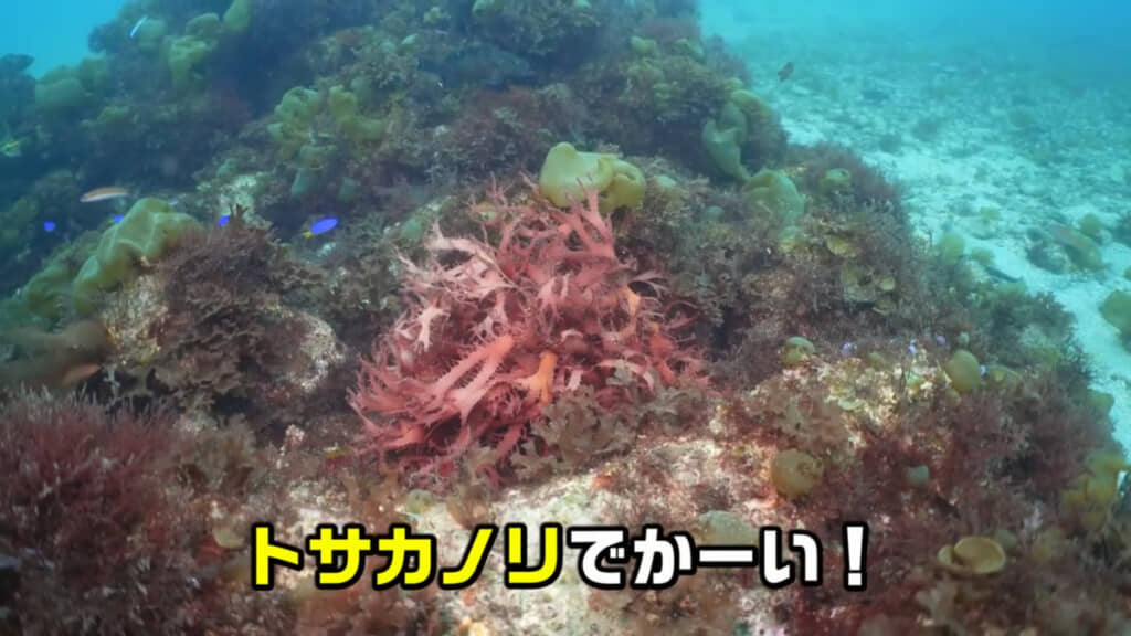 トサカノリもこんなに大きく