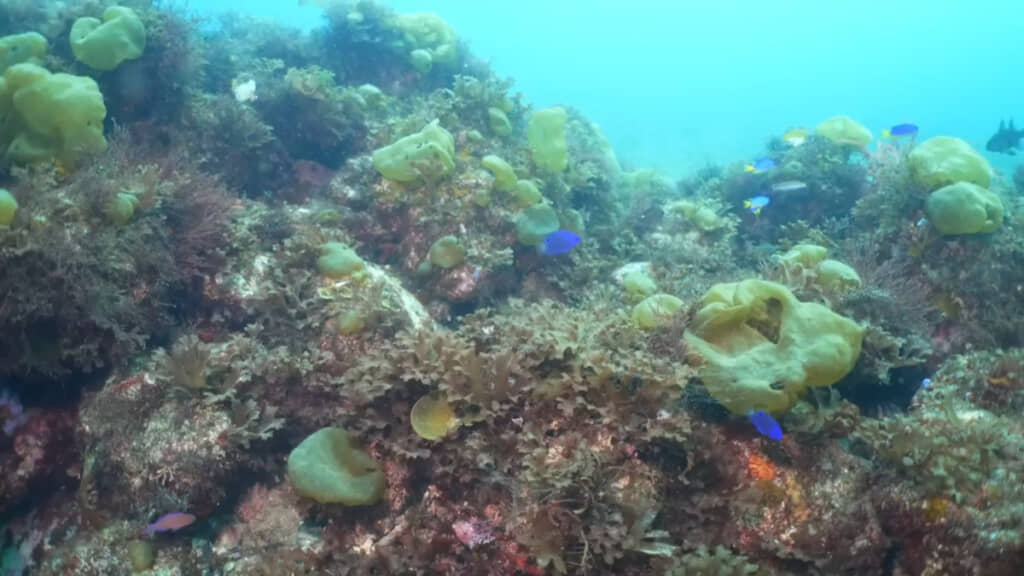 海藻だけでなく、魚たちの姿もたくさん見かけました