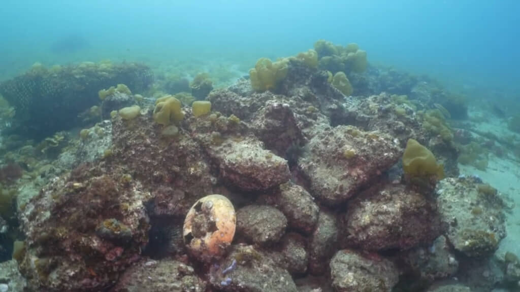 ガンガゼを放置した漁礁の様子