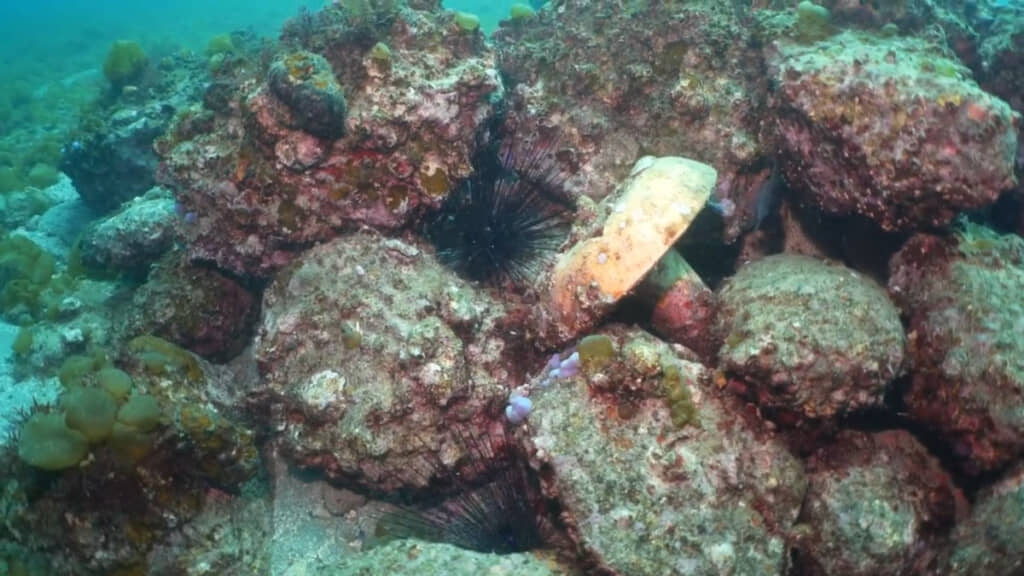こちらの漁礁ではガンガゼ以外の生き物が少なめな印象です