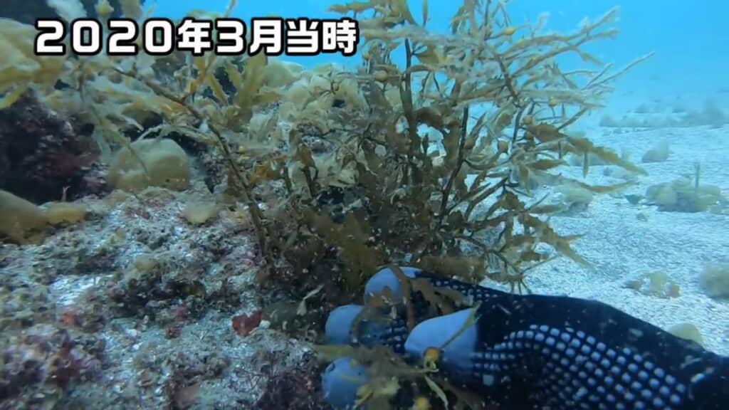 2020年3月ごろにはワカメも生えていました