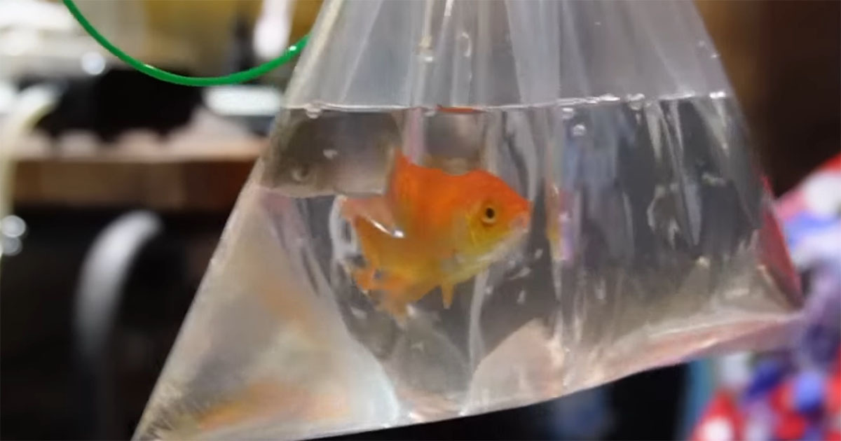 娘が夏祭りですくった3匹の金魚→パパが大切に育てたら……　7カ月後の姿に「初めて見てビックリ！」「名前の通りに」（1/3） | その他生き物 ねとらぼ