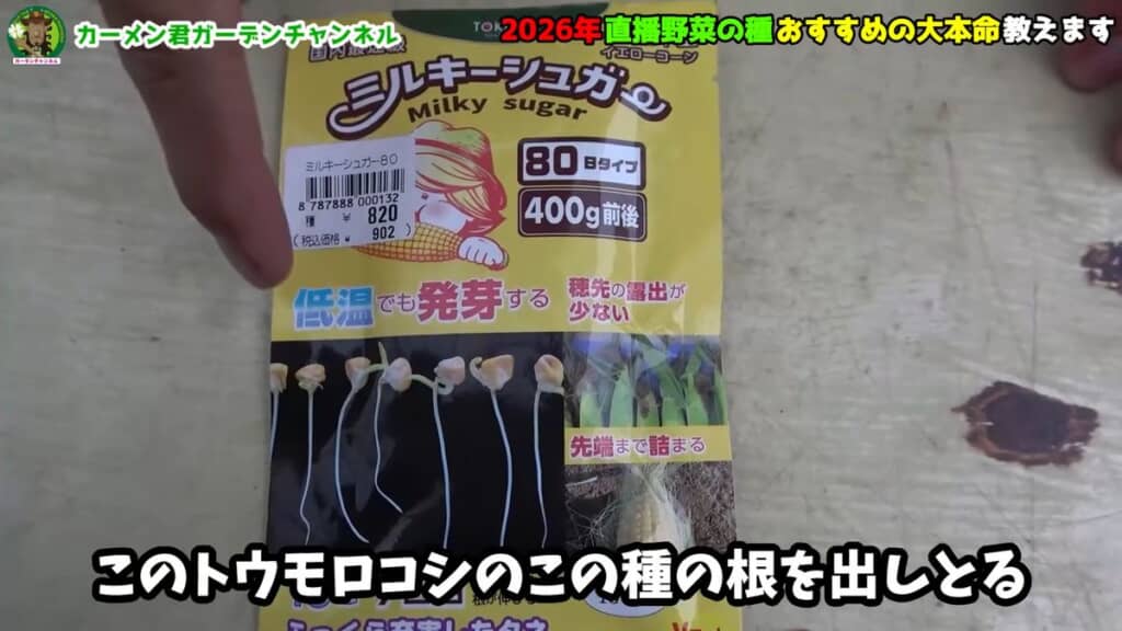 早く育つトウモロコシ「ミルキーシュガー80」