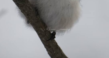 「涙出る」体重8グラムの“雪の妖精”→実は……雪の中で捉えたショットに「かわいいだけじゃないんですね……」　「本当にたくましい」（1/2） | その他生き物 ねとらぼ