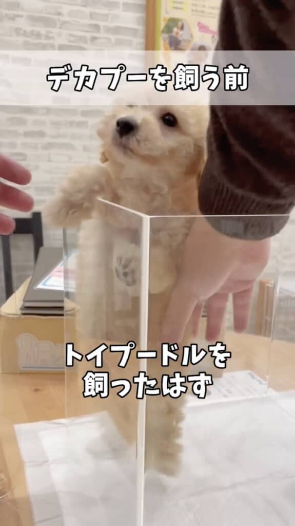 みなみさんの家にやってきたばかりの時期のポイやんくん