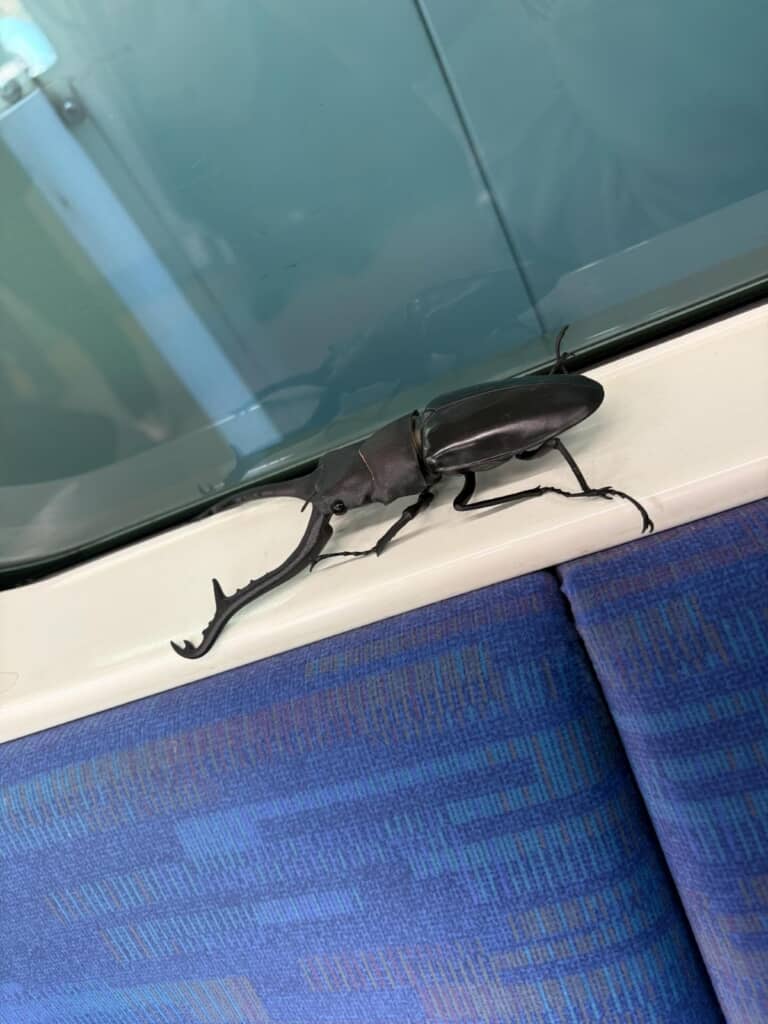 電車の窓枠に虫(アップ)