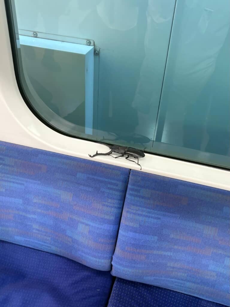 電話の窓枠に虫