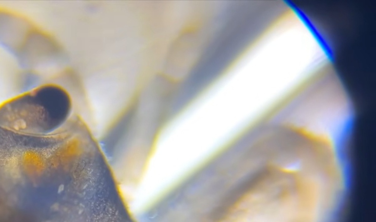 カニの“心臓”を顕微鏡でのぞいてみたら…… 「わぁ!!」思わず声が出る光景に「貴重ですね」「生命の神秘を感じます」(1/3) | その他生き物 ねとらぼ