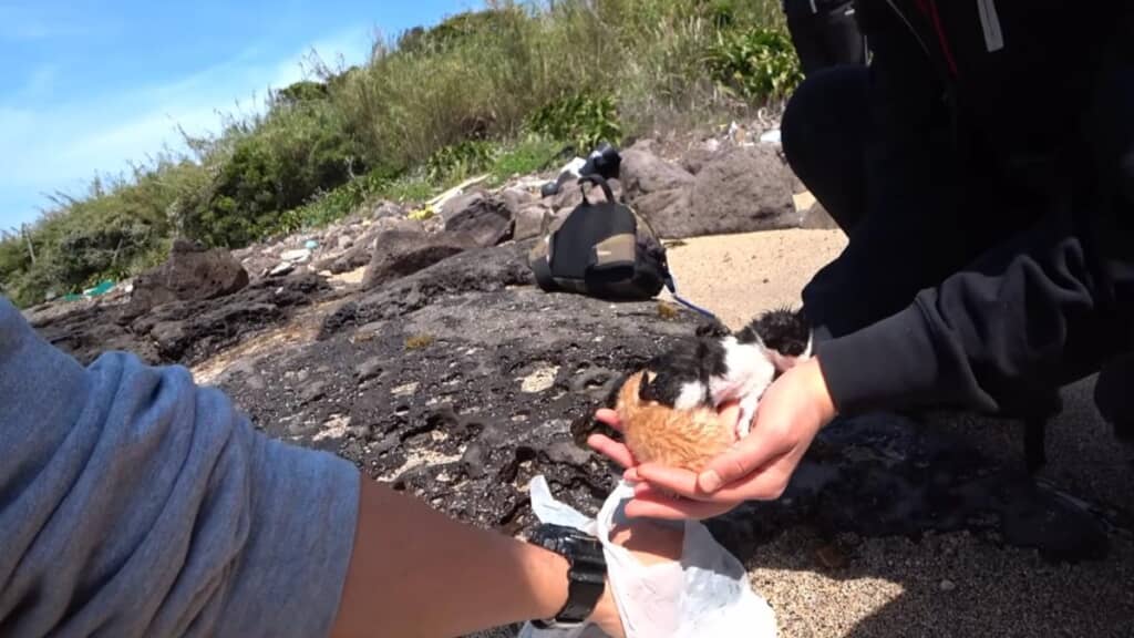 冷たい海で出会った子猫たち