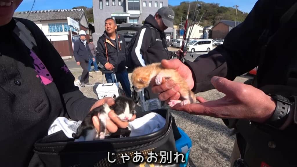 定期船で一緒になった人が茶トラを引き取ってくれました