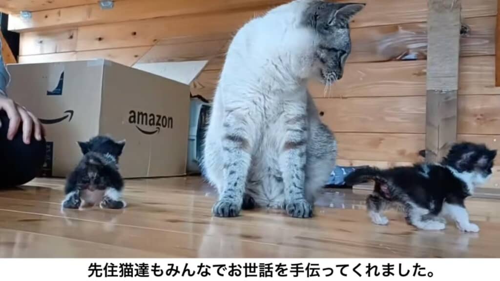 ニョッキーズたちはハルさんとジュンヤさんのお宅へ