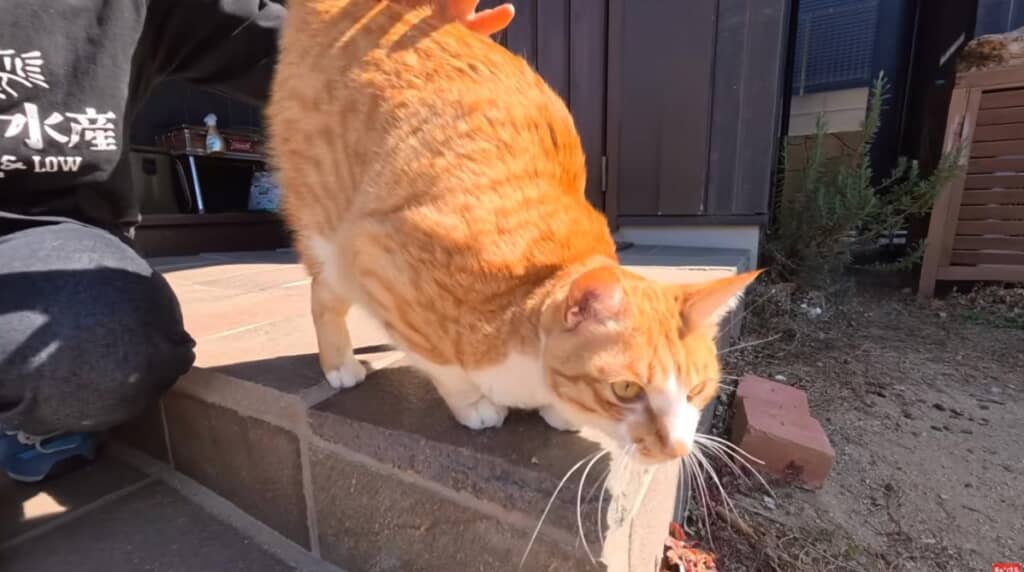 茶トラと1年8カ月ぶりに再会！