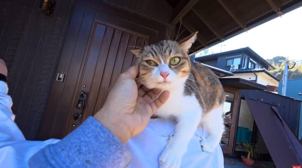 先住猫のグミちゃん