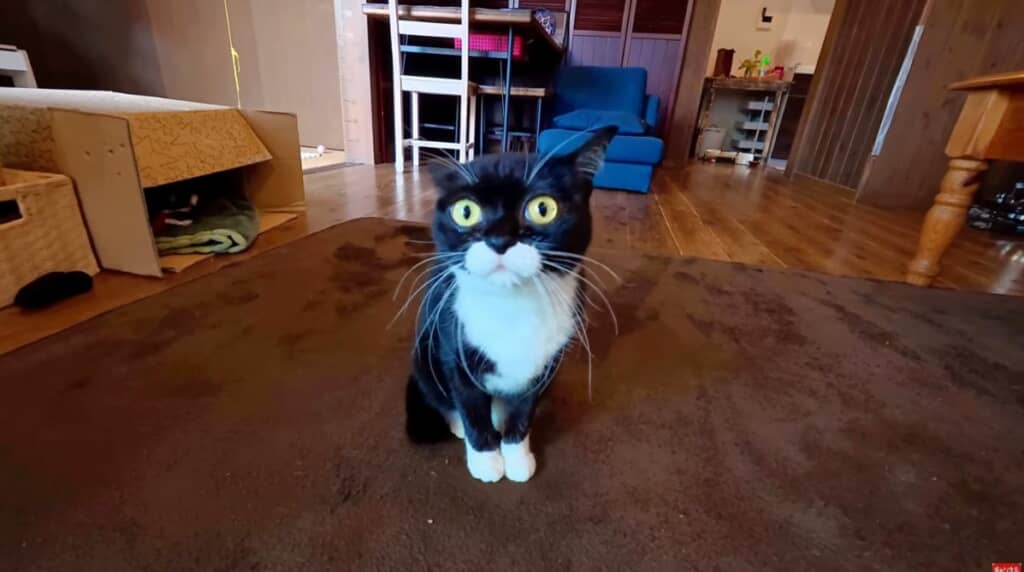 先住猫のシオちゃん