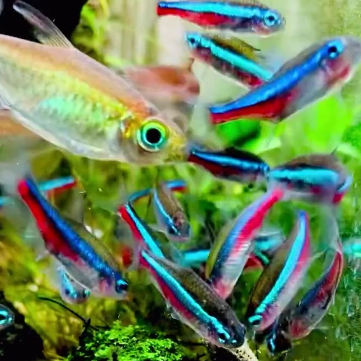 川で出会った1匹のサワガニ→熱帯魚たちが暮らす水槽へ入れたら……　半年後の姿に「わぁ！」「いい仕事してますね」（1/3） | その他生き物 ねとらぼ